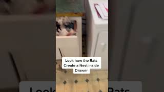 Rat infestation taking over a kitchen
