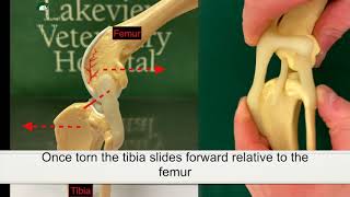 Cruciate (ACL) ligament injuries in dogs