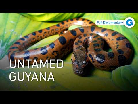 From Coast to Jungle: The Wild World of Guyana | Extra Long Documentary