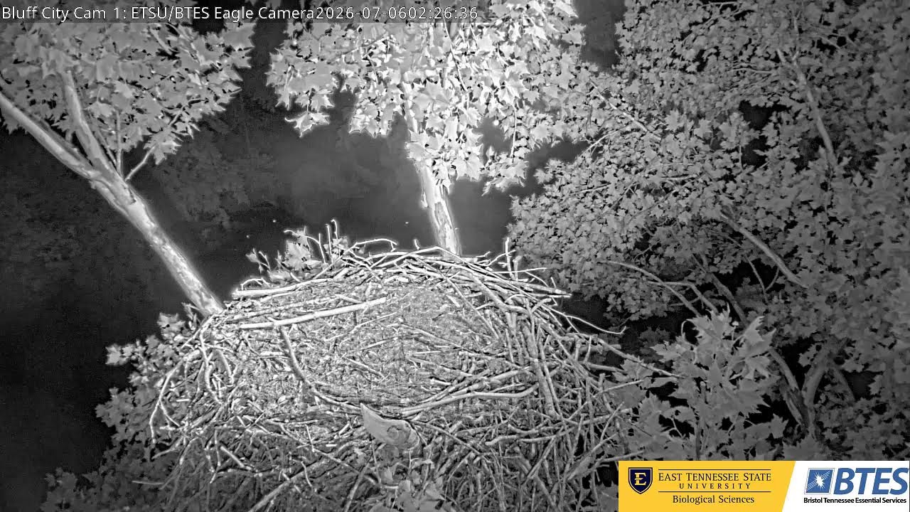Live webcam view of Bluff City Bald Eagle Nest Cam