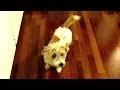 LUCKY DOG 