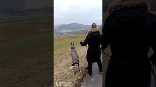 Greyhounds Gone Wild 🐾 – Release &amp; Full Speed Run