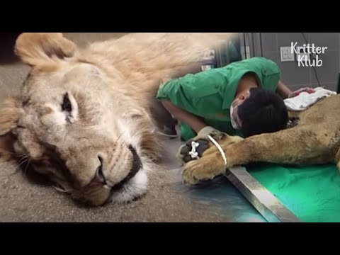 Lion Wakes Up Earlier From Anesthesia During Medical Examination (Part 1) | Kritter Klub