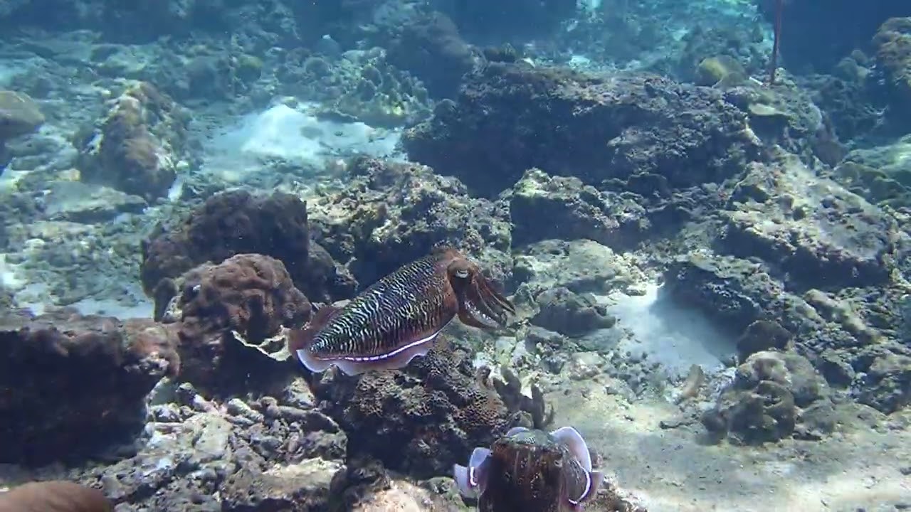 Experience the captivating cuttlefish at Shark Point, nestled near the enchanting Koh Yao Yai.