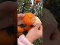 How To New Fruit Fruit Fruitcutting Fruitsalad Fruitlover 2025 Priyasharma