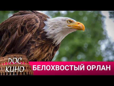 🎭БЕЛОХВОСТЫЙ ОРЛАН 🌎 ДОКУМЕНТАЛЬНОЕ КИНО 🎆 2023