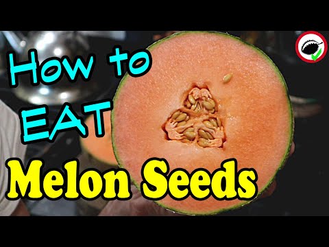download lagu mp3 mp4 Melon Seeds Edible, download lagu Melon Seeds Edible gratis, unduh video klip Melon Seeds Edible