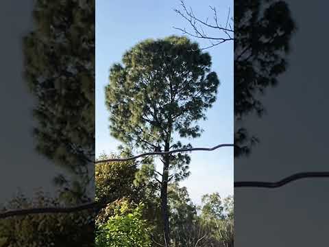 #nature #shortsfeed #mountainswiev #eklavyakour #new #mountains #shortvideos #ytshorts #shorts