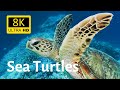 Impressive Underwater Shots Of Various Sea Turtles In 8K Ultra HD