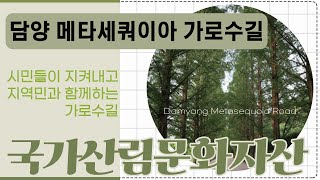 [#국가산림문화자산] 담양 메타세쿼이아 가로수길