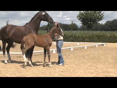 Don Daxau x Dormello