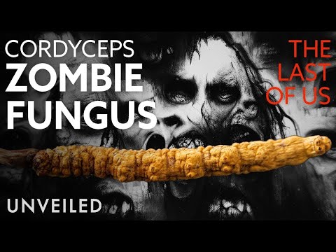The Terrifying Fungus That Could Destroy The World | Unveiled