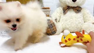 ポメラニアンの動画01