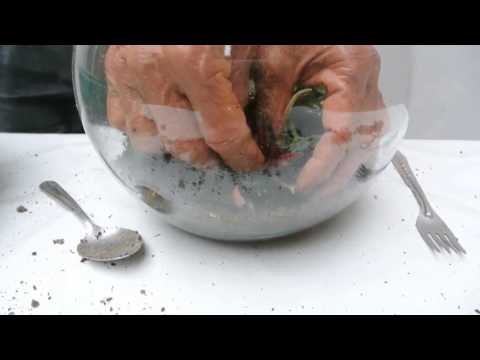 Mantenimiento de un terrario de plantas de interior