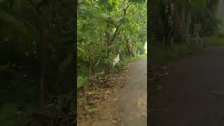 Download lagu Hijaunya pemandangan di pedesaan masih asri #jalandesa #vidioshorts mp3