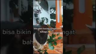 Download lagu VIRAL | TANAMAN CATNIP BUAT KUCING mp3