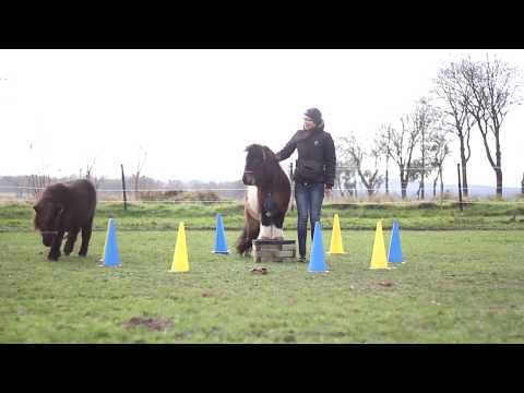 [FREIARBEIT] Training mit den Minishettys ❤