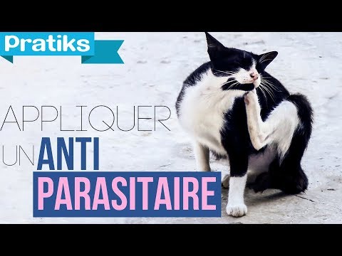 comment appliquer pipette chat