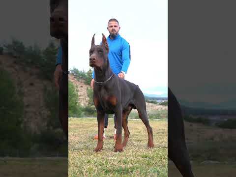 #doberman #erdemayazz #hunterprogeny #puppies #dog #huntervitalscreen #dobermanlove #2023 #hunter