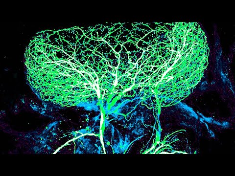 Jak szybki jest mózg?