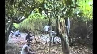 preview picture of video 'wildpigs hunting in Arambol jungle'