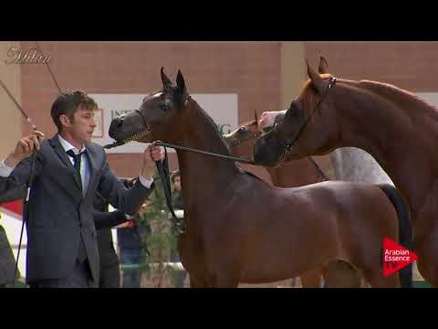 Milan 2017 - Class 23