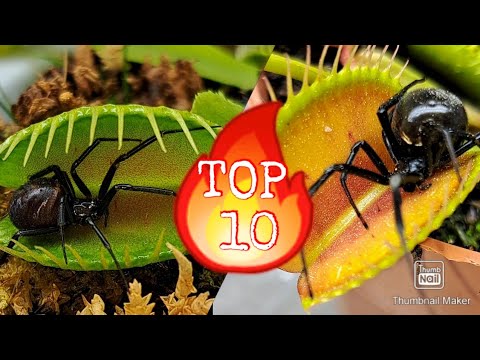 Best Venus Flytraps Trapping Compilation 2023