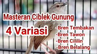Download lagu Masteran Ciblek Gunung 4 Variasi Suara mp3 Download lagu Masteran Ciblek Gunung 4 Variasi Suara mp3