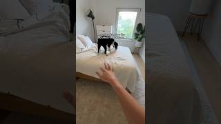 quilt rotation changed my life 🔁 #cleaningtips #CleanTok #LifeHack #dogcoach #dogmom #dogfood #dogs