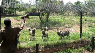 preview picture of video 'African wild dogs!'