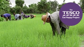 Remarkable Rice: how does rice grow