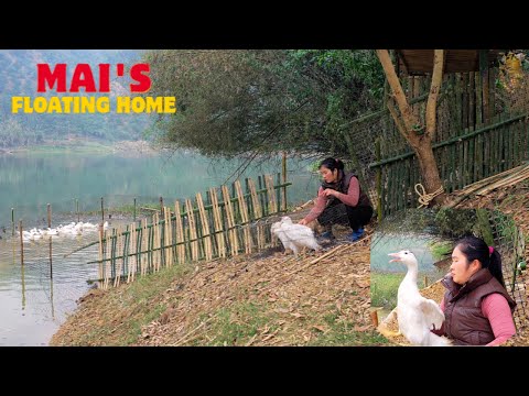 Building a Duck Coop & Bringing Ducks Home  Off Grid Life