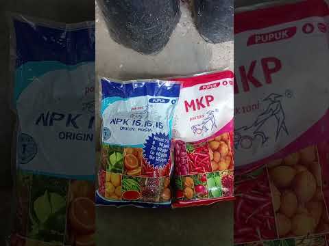 Function of NPK 16 and MKP fertilizer, don't make a mistake #fruitfertilizer #fertilizer #npk #mk...