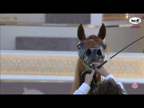 N 95 MONA LISA ALJASSIMYA   Katara International Arabian Horse Festival   Fillies 3 Years Old Class