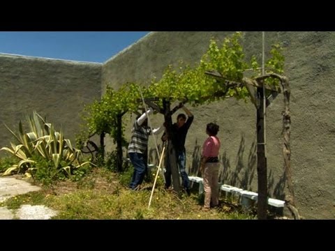 Aprenda inglés en una viña de Sudáfrica