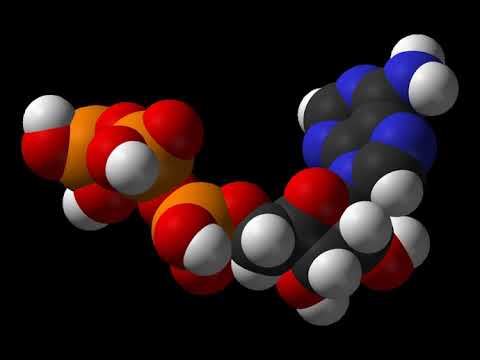 Doubly Labeled Water (DLW) | Vibepedia