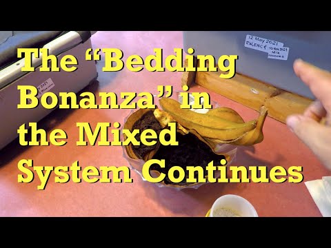 Mixed worm system in VermiBag Tote (..and in other places) - vermicompost