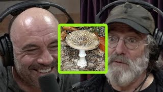 Paul Stamets Describes Bad Trip on Incredibly Dangerous Mushroom