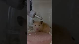 鍋焼きハムスター界隈#ハムスター #ハムスターのいる生活 #ハムスター好き #キンクマ #hamster