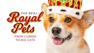 The Real Royal Pets - From Corgis To Big Cats | THE REAL! | Great! Free Movies & Shows