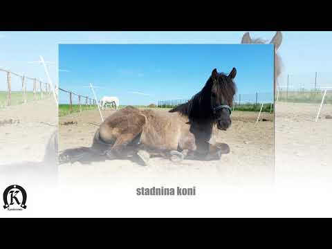 Wypoczynek nad zalewem pobyt noclegi prywatne Konierowo - Turystyka Konna Michał Konera  Gwieździn