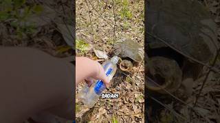 Download lagu Never Do This to a Turtle❗️😨 mp3