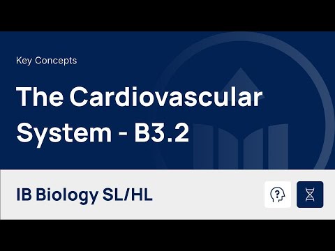The Cardiovascular System [IB Biology SL/HL]