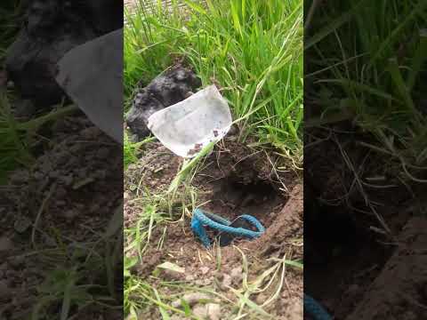 Mole Control Near Sudbury