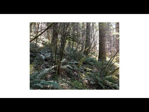 Bot341 Measuring Trees