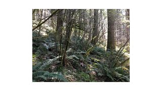 BOT341 Measuring Trees