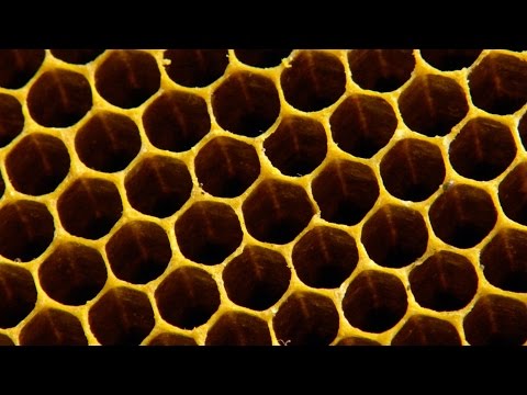 Why do bees build hexagonal honeycombs? - Forces of Nature with Brian Cox: Episode 1 - BBC One