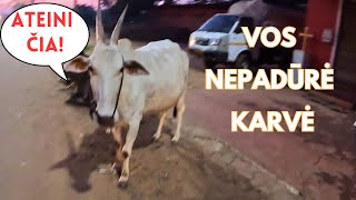 AR KARVĖS INDIJOJE PAVOJINGOS? 🇮🇳