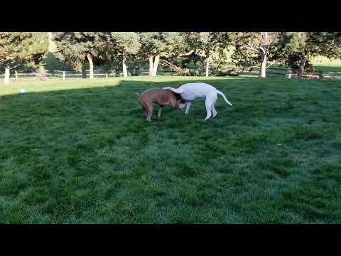 Crouton, an adopted Pit Bull Terrier in Eagle, ID_image-1