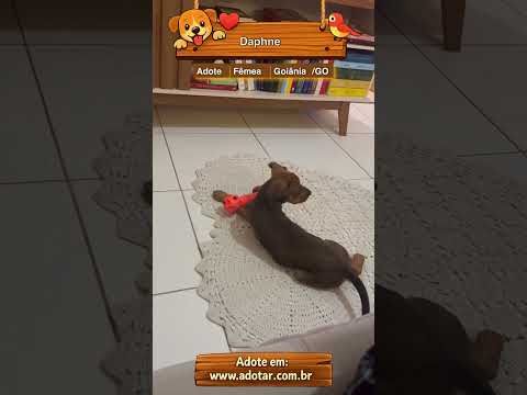 Vídeo de Daphne